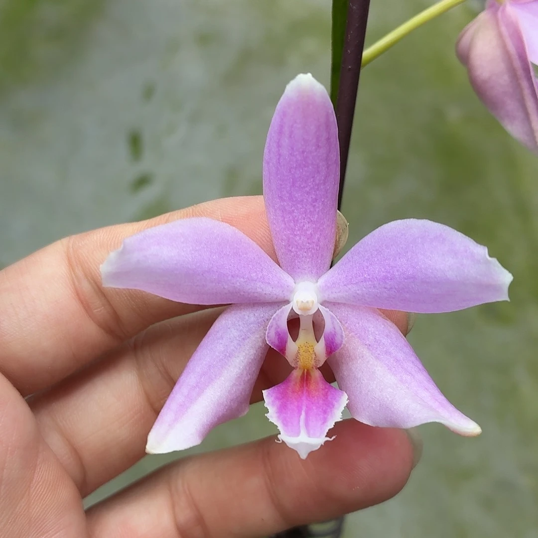 当前无花朵，栽培后可花朵A5483yss1210
