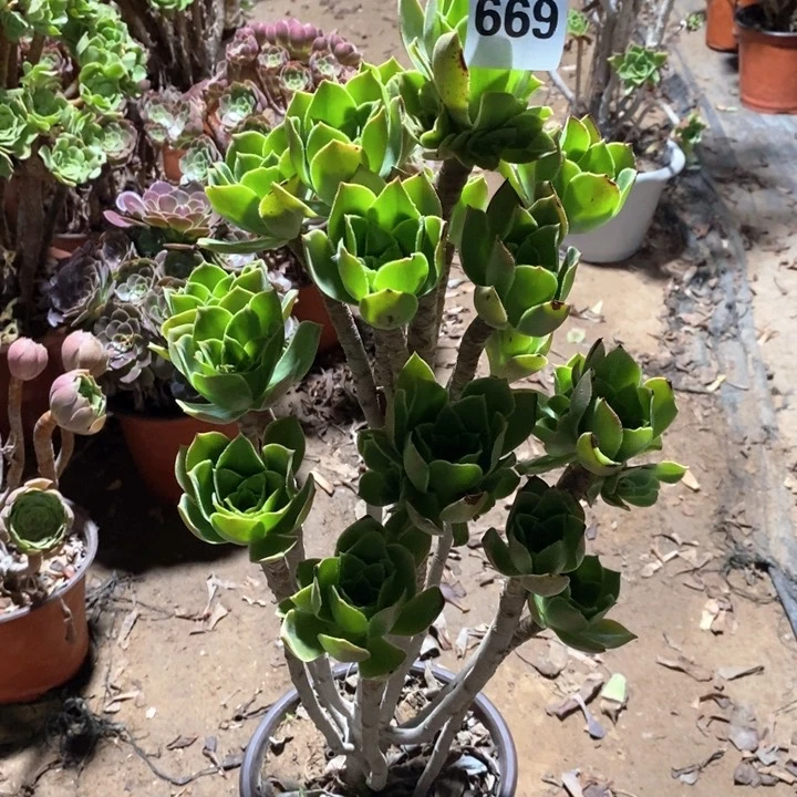 果****酱法师植物一物一拍669