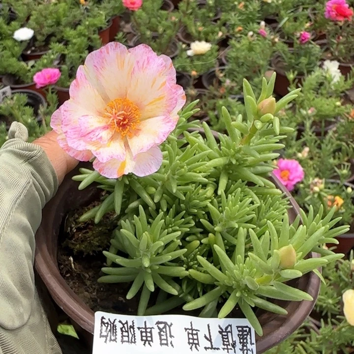 全部花朵381矮白蝶小苗盆口10cm