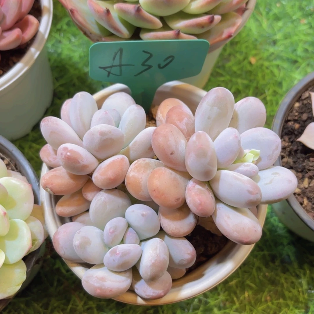 执***觉云南金致家精品多肉