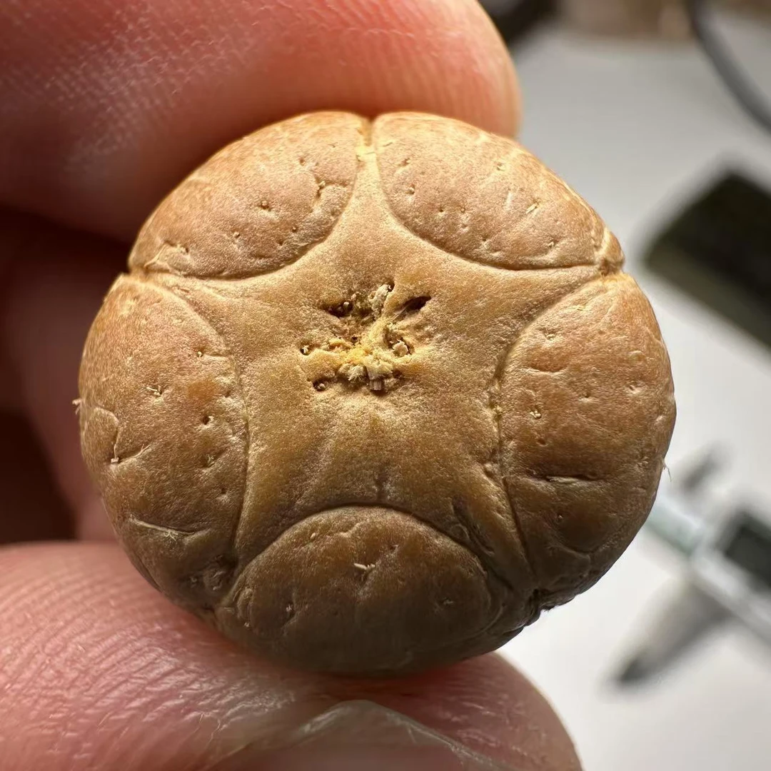 尼泊尔五星菩提，尺寸18，sss系列，货号129