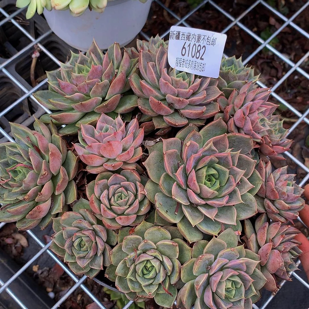 小**珑红玫瑰61082多肉多肉