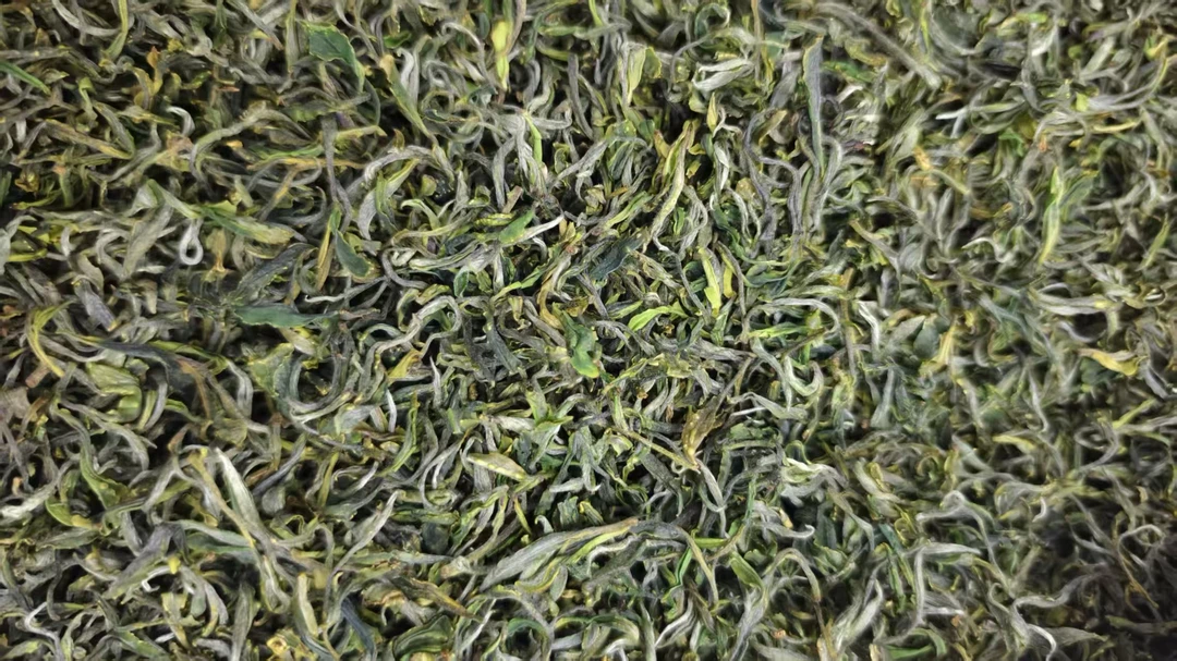 老茶树揉捻22号后大洋湖核心产区