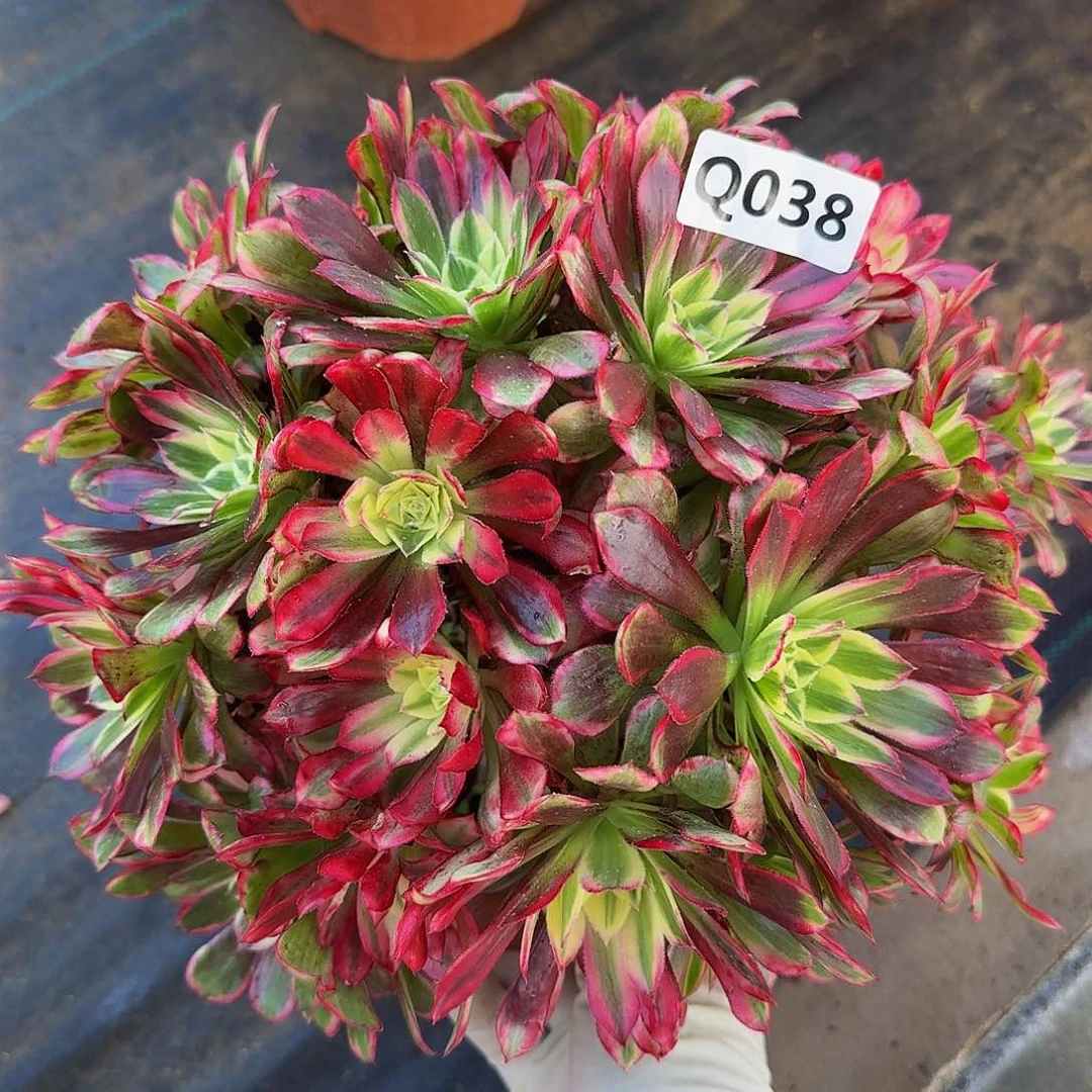 全部花朵038天和444冠服23左右丛林