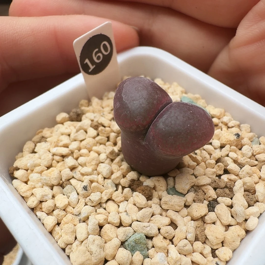 崔***儿多肉植物福利风铃160