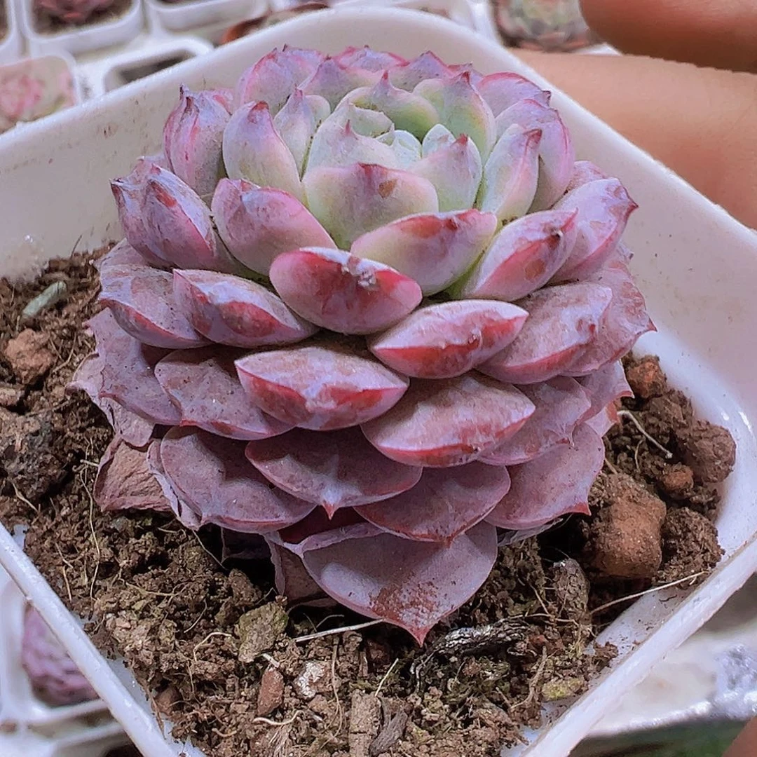 紫宠19包邮多肉植物