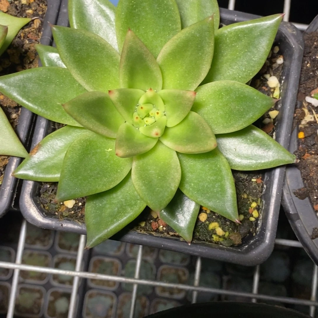 x097-多肉植物 原始种