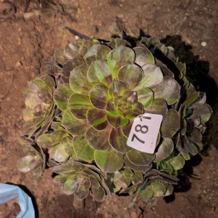 781花月夜多肉植物不售后