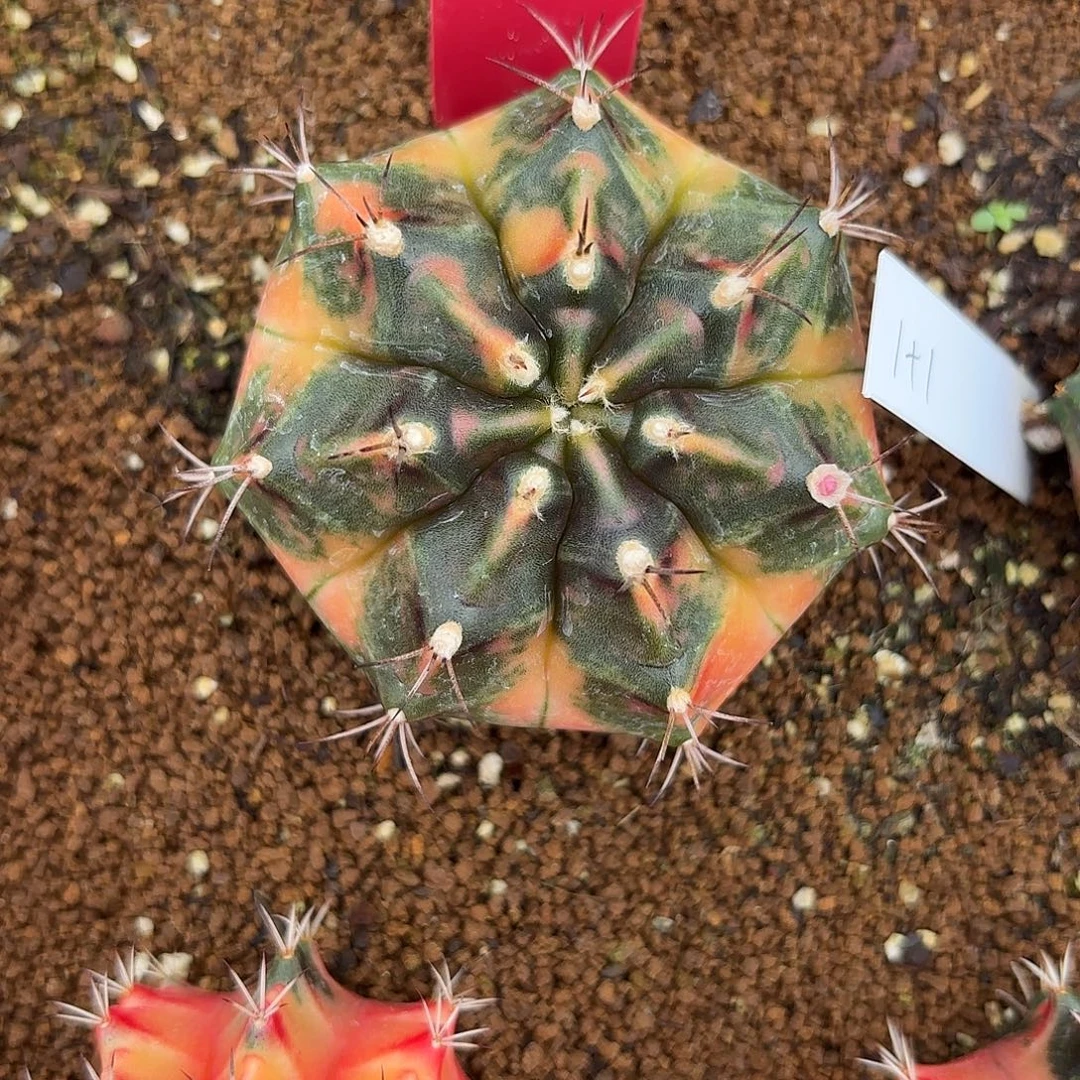 179-1117泰国发货多肉