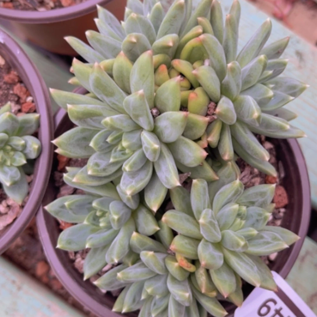 【闪购商品】惠兰09249