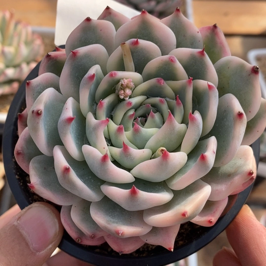 吉娃娃锦多肉植物20号