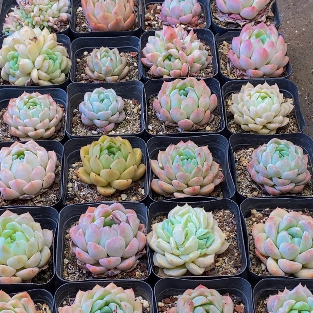 186多肉植物保护研究所所长