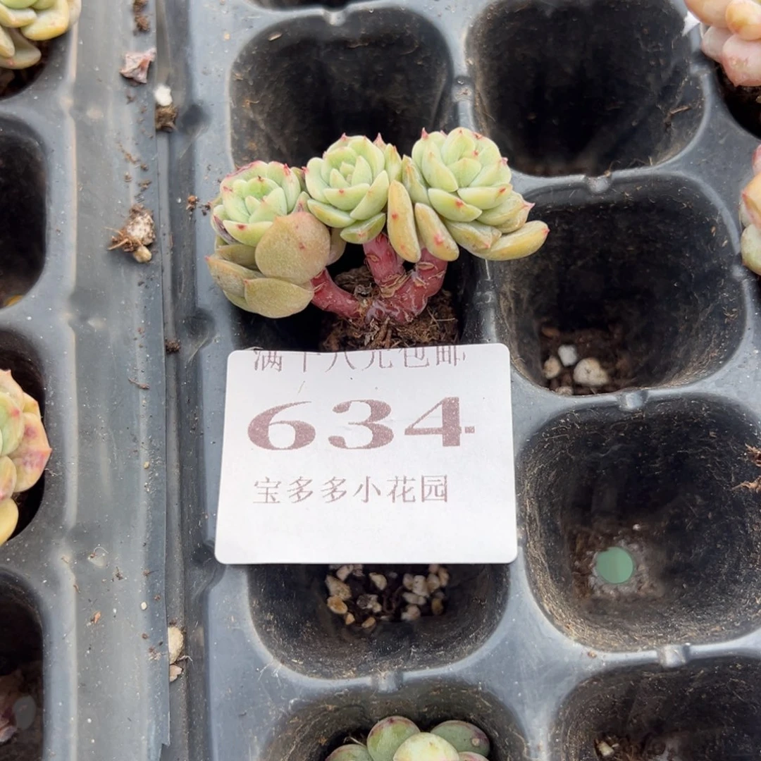 小***了634号白恋到手1颗