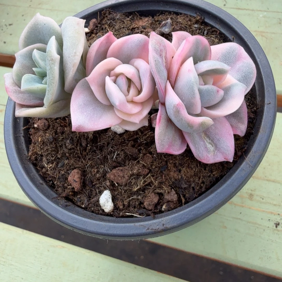 那***开彩色可爱玫瑰锦锦上园艺一物一拍