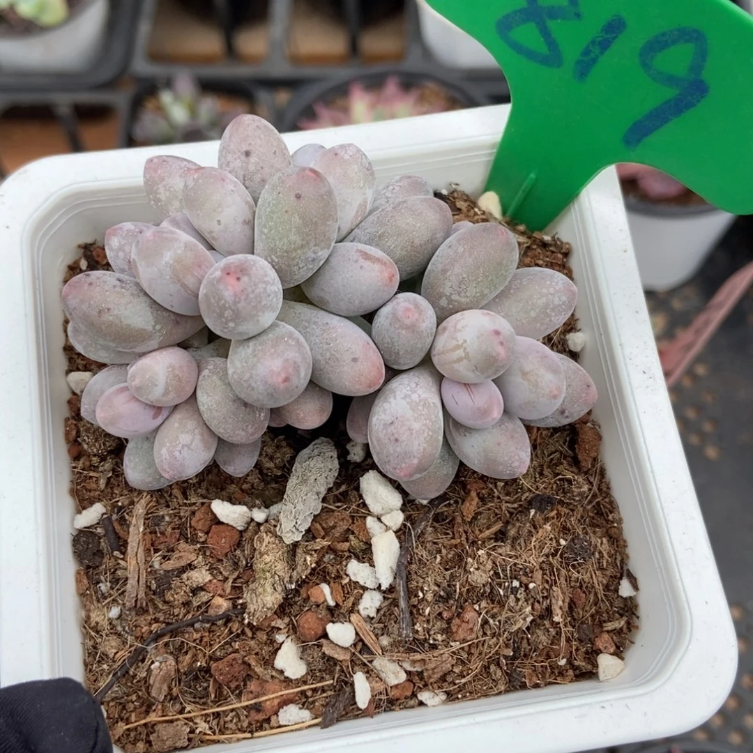819汤圆多肉植物多肉