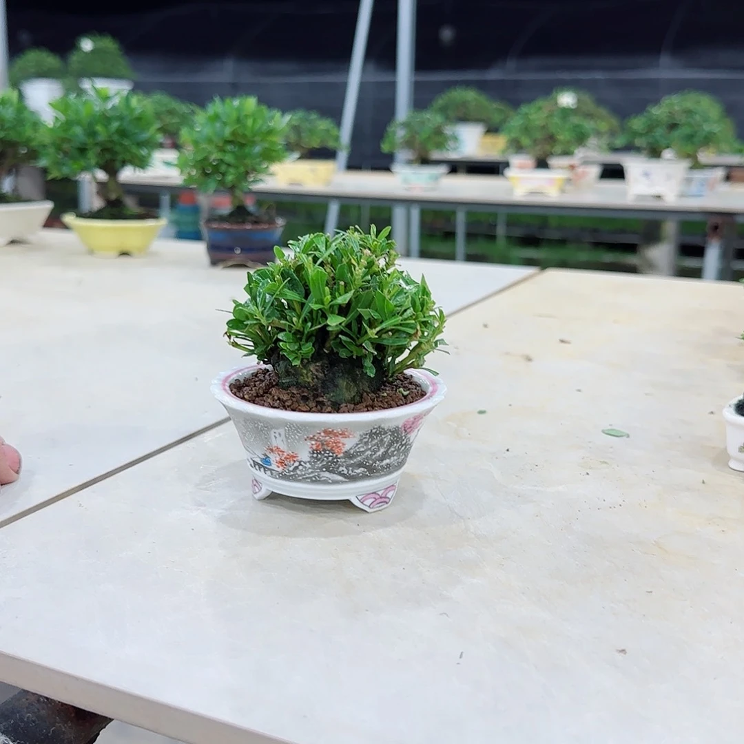 当前无花栽培后可以开花脑**.