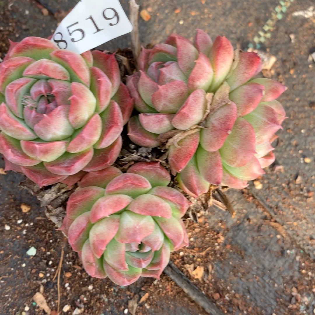 8519杂交多肉老桩