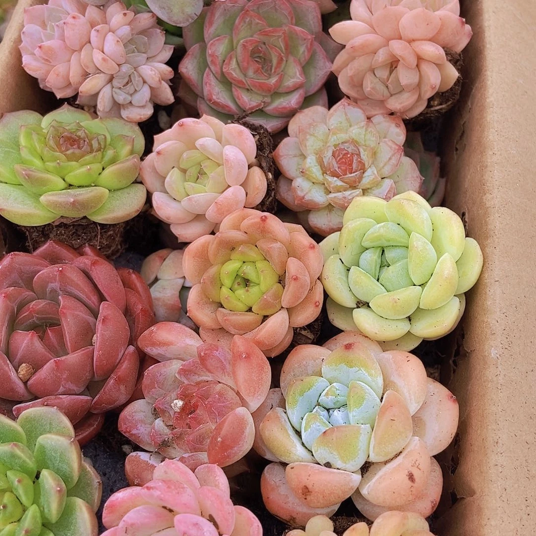 000001量拍保底20颗，小