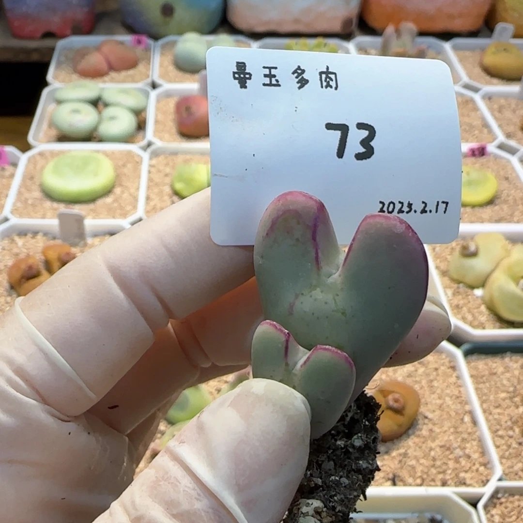 L***—多肉多肉多肉2.17-073