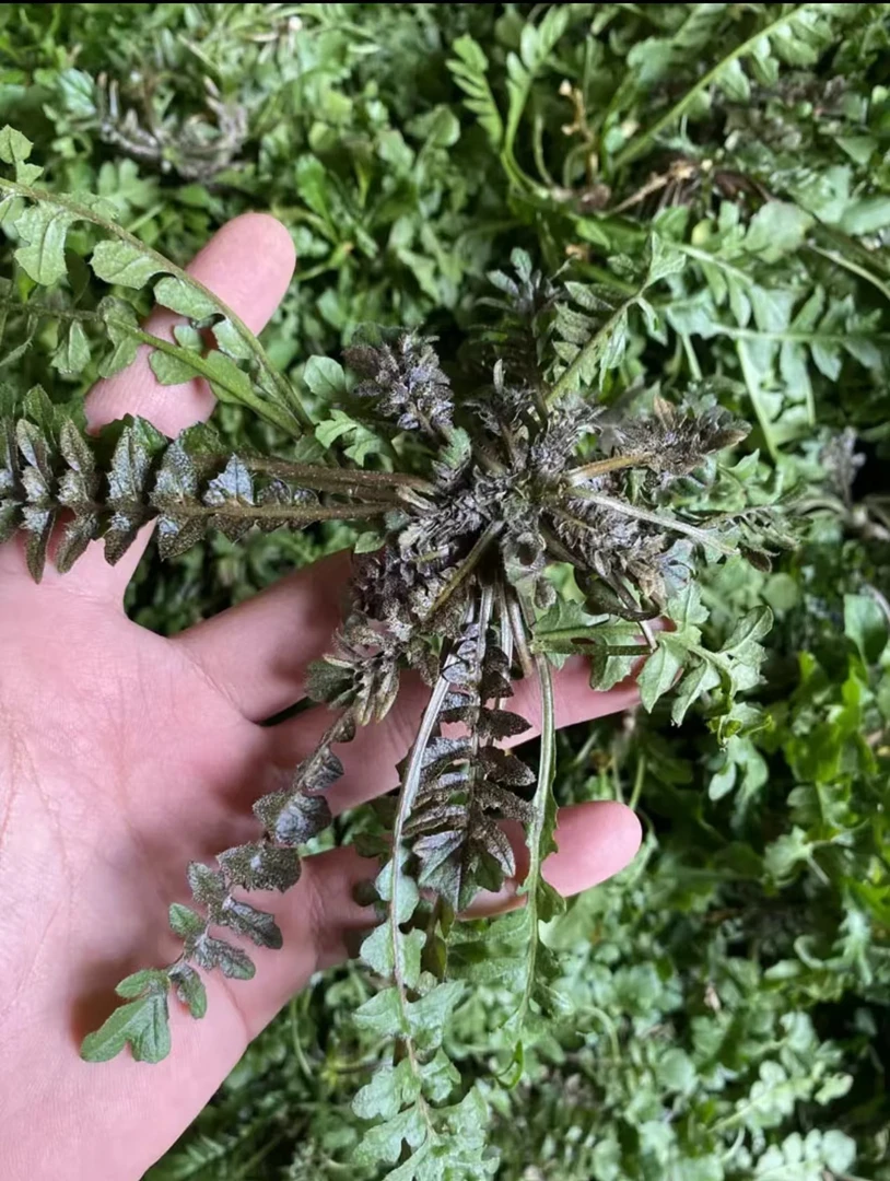 山东田间荠菜现挖现发包邮到家