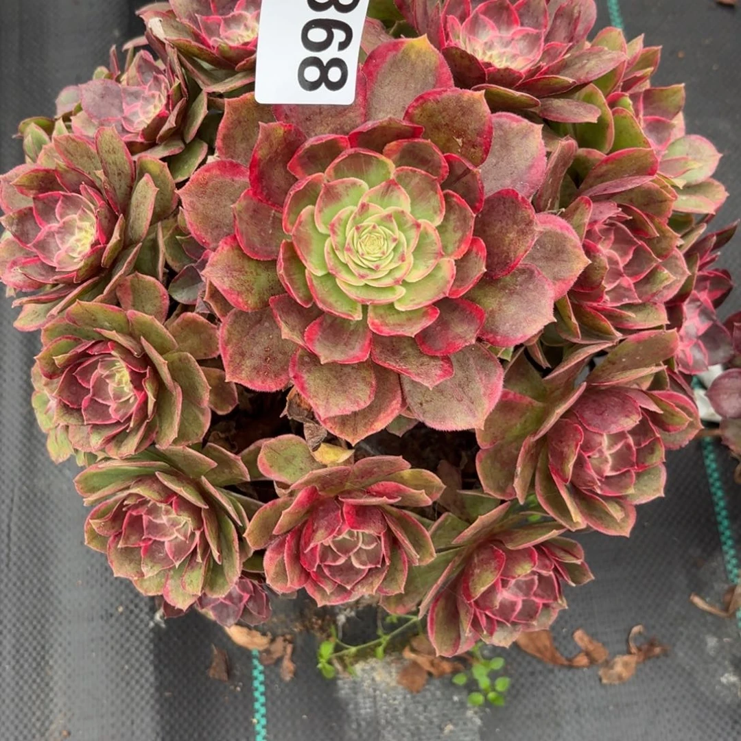 368粉花妖多肉植物恶疾