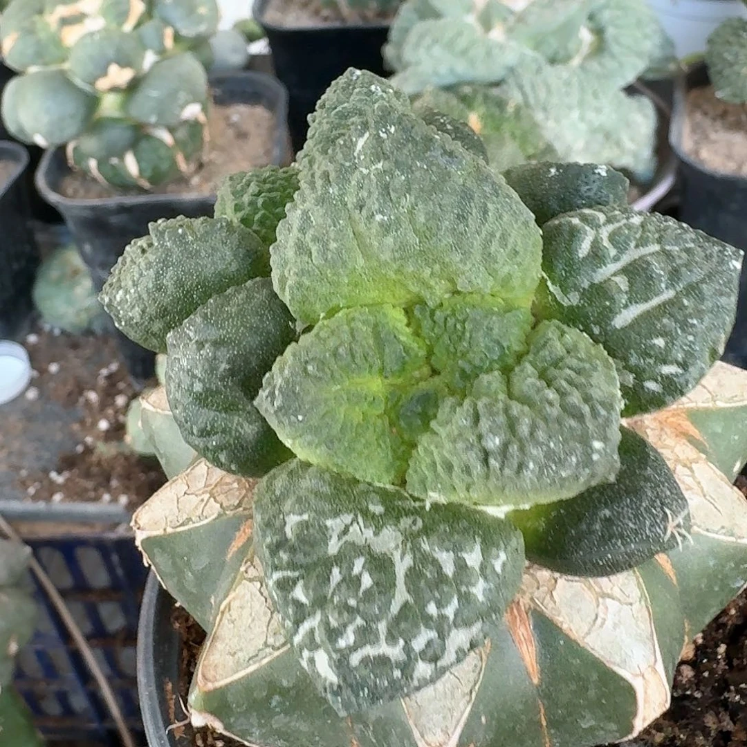 【闪购商品】无花朵要****狼哥斯拉167