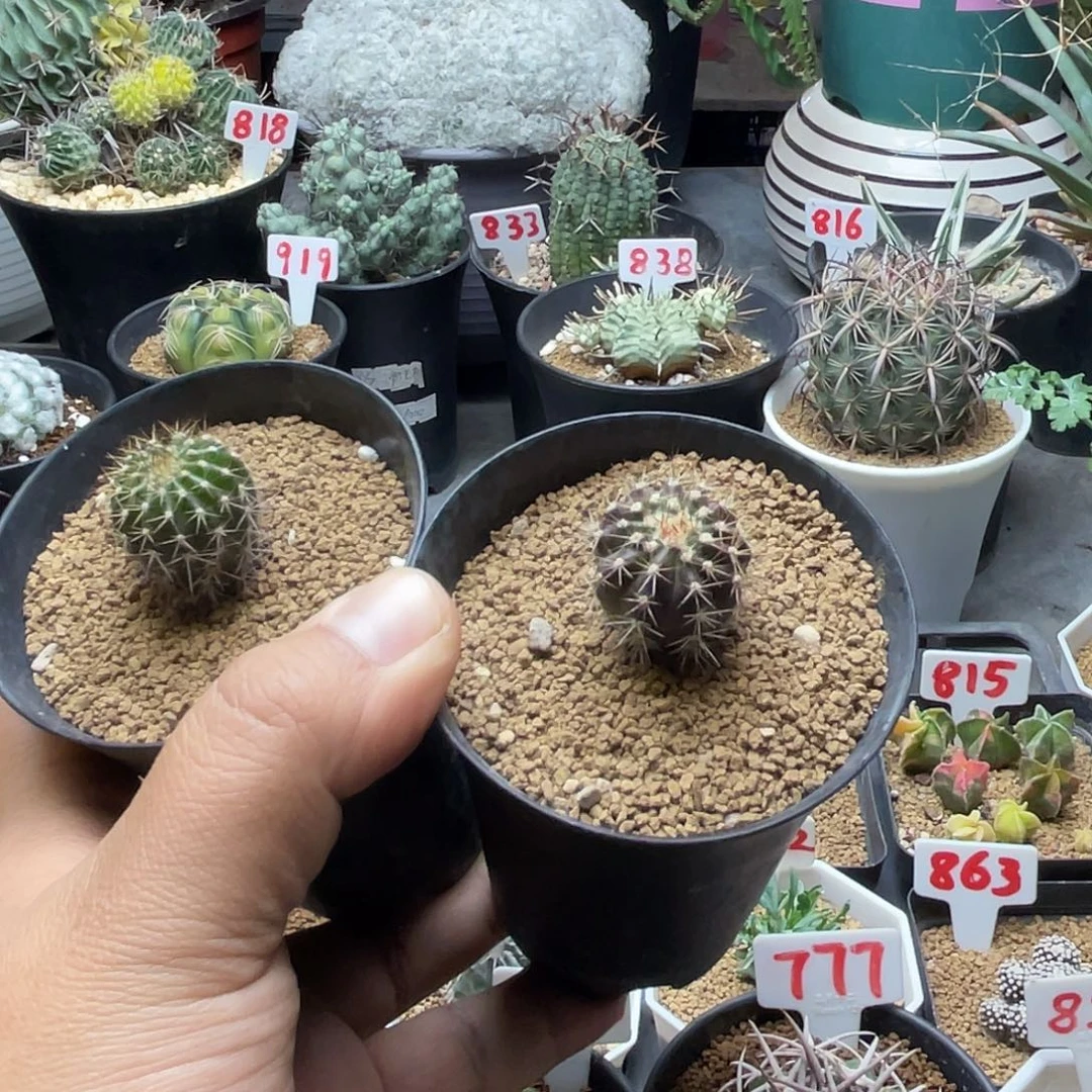 我***豆粉丝专拍仙人球多肉