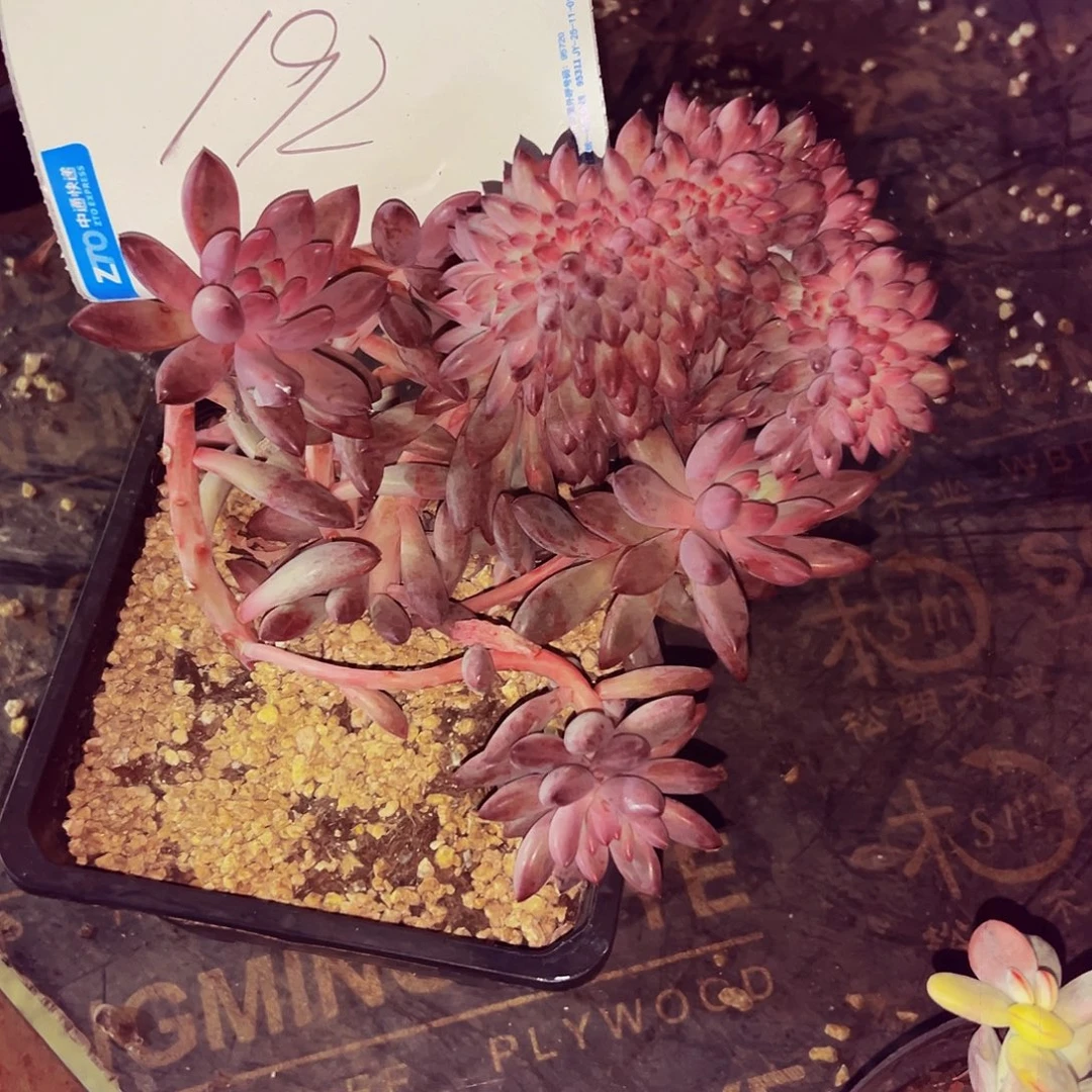 商***坊192号一物一拍脱土包邮