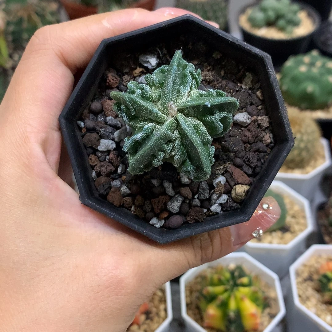 当前无花栽培后可以开花实生根核桃银沙