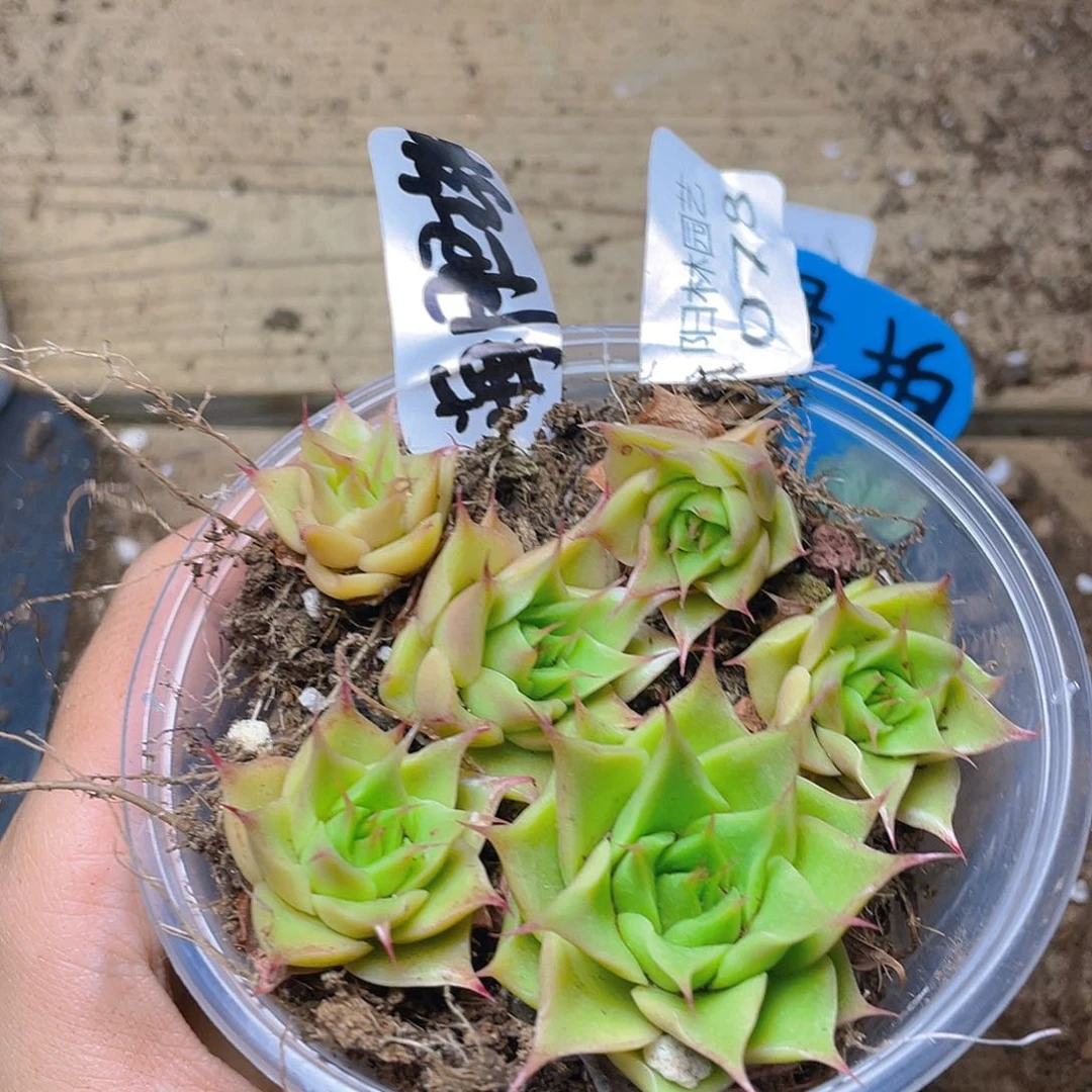 量拍多肉植物多肉植物78