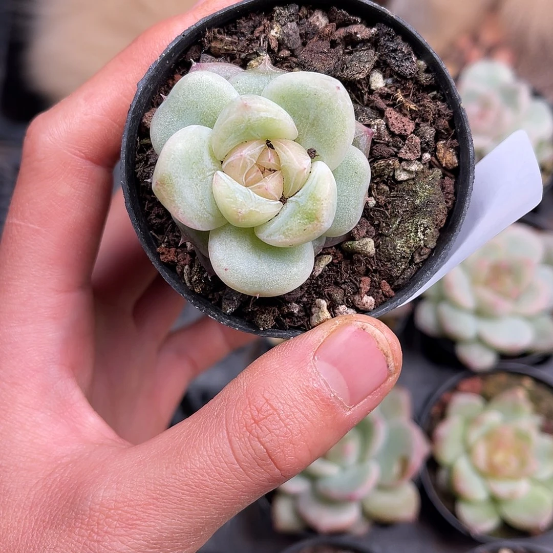 多肉一物一拍30-138