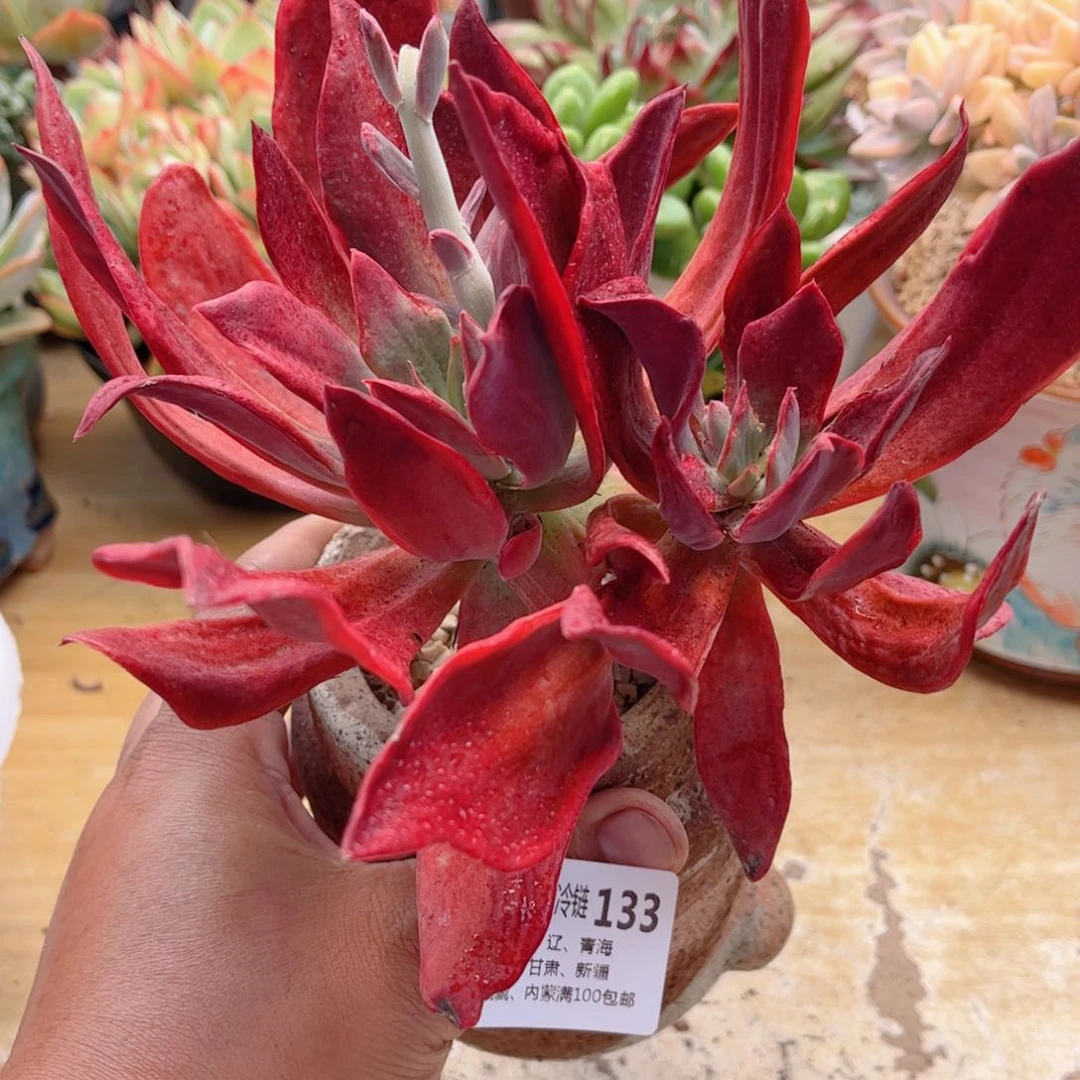 133钻石锦德华多肉