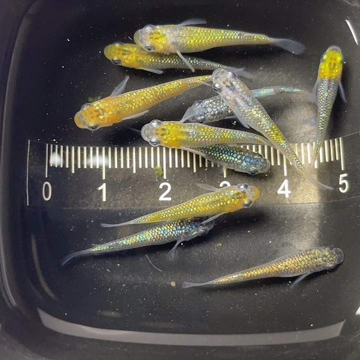 青鳉鱼猫饭11条，12号，满15包邮，可叠单