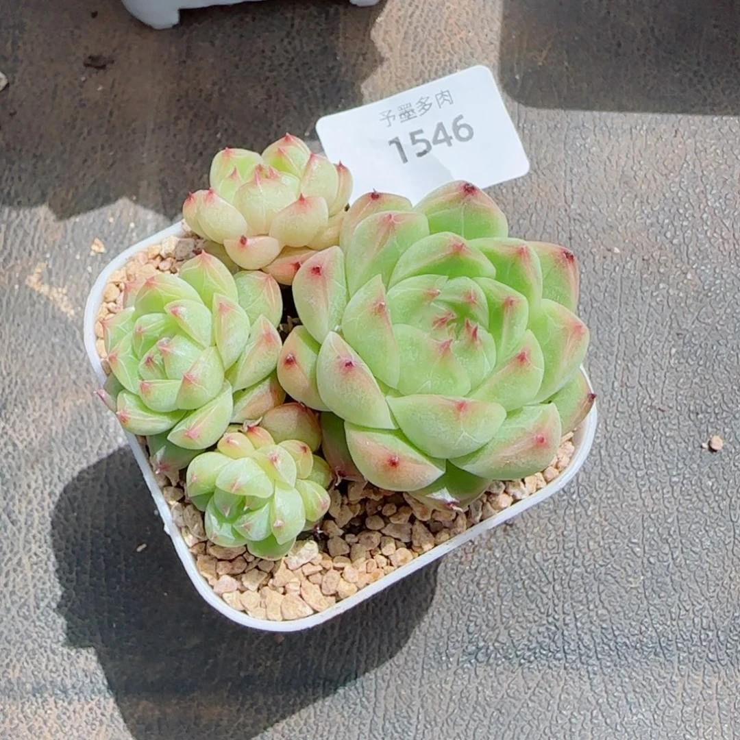 麦秆群，1546带盆发不包整