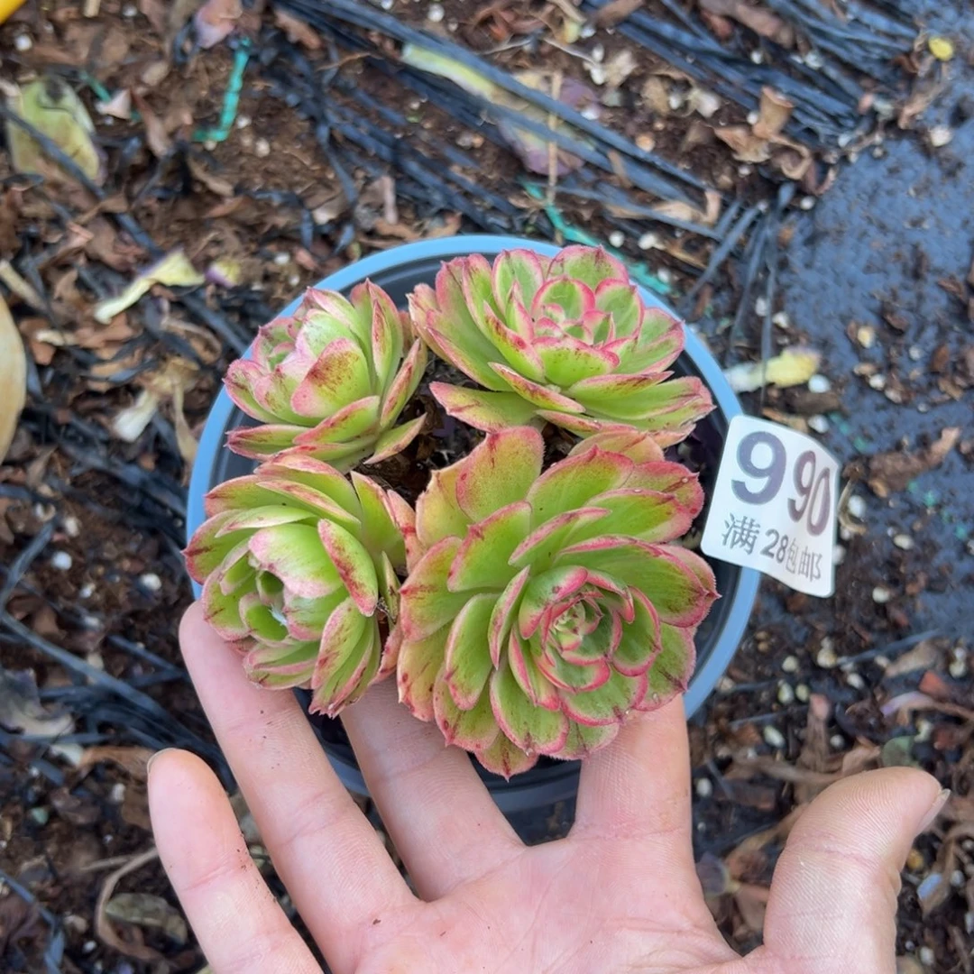 多肉植物990小海神