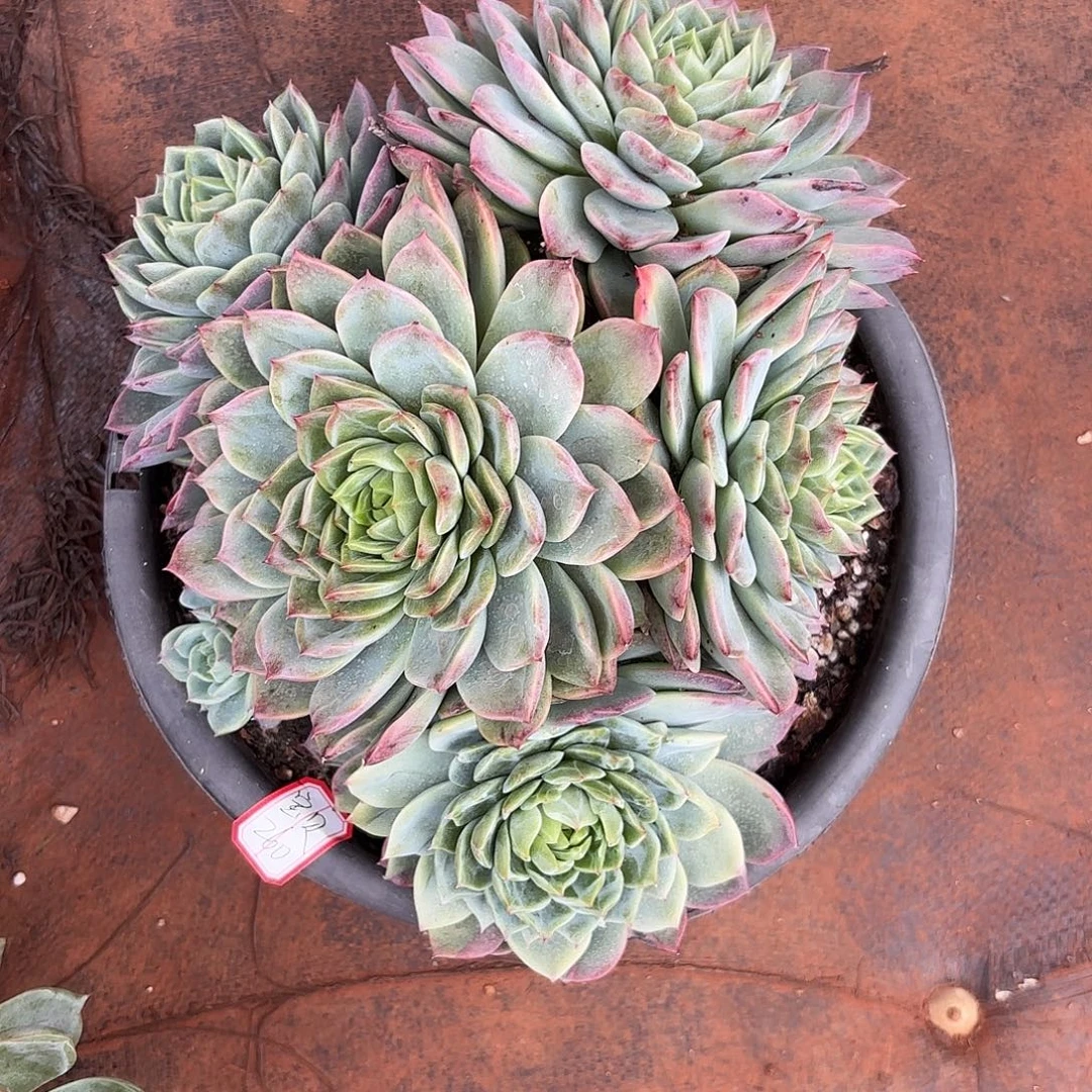 ـ***▗韩货杂交多肉植物多肉