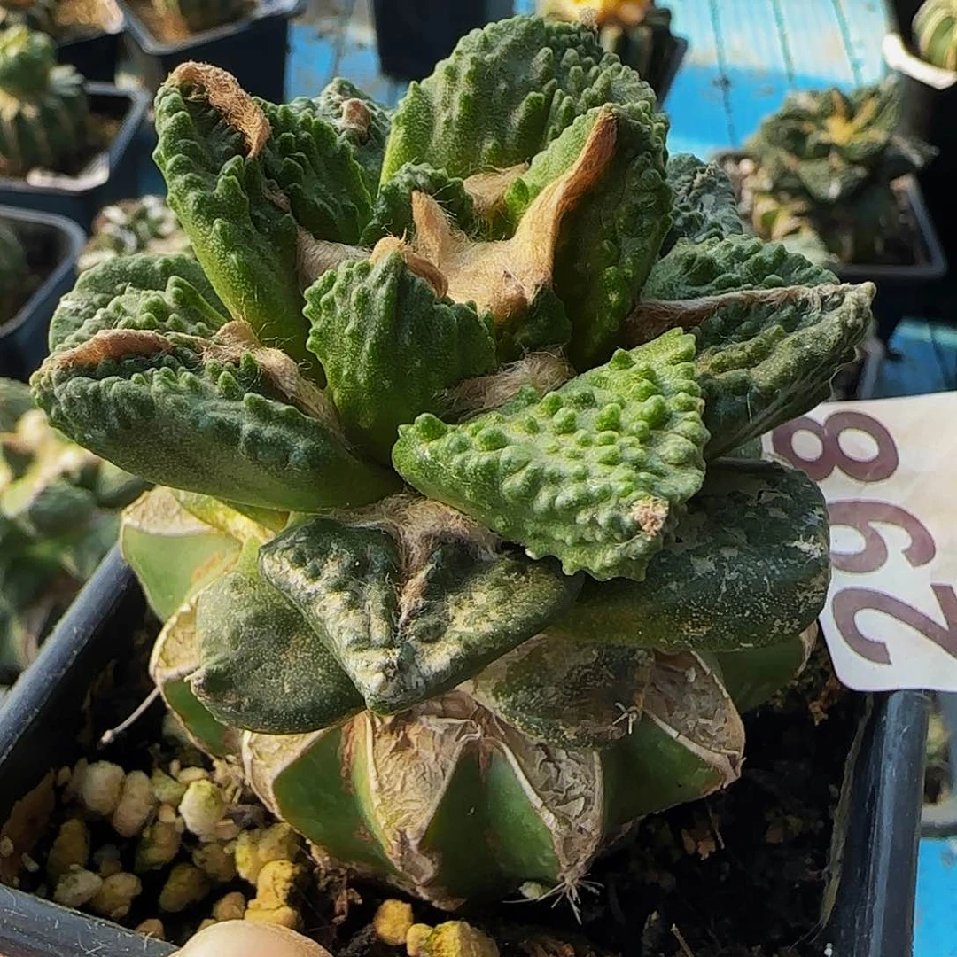 凡*钩尤298仙人球开花