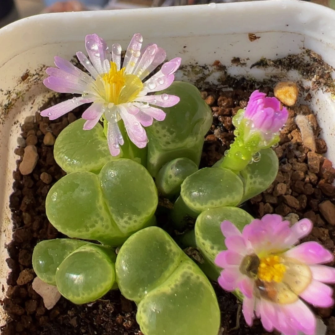 95多肉植物百科植物大眼睛1453.81