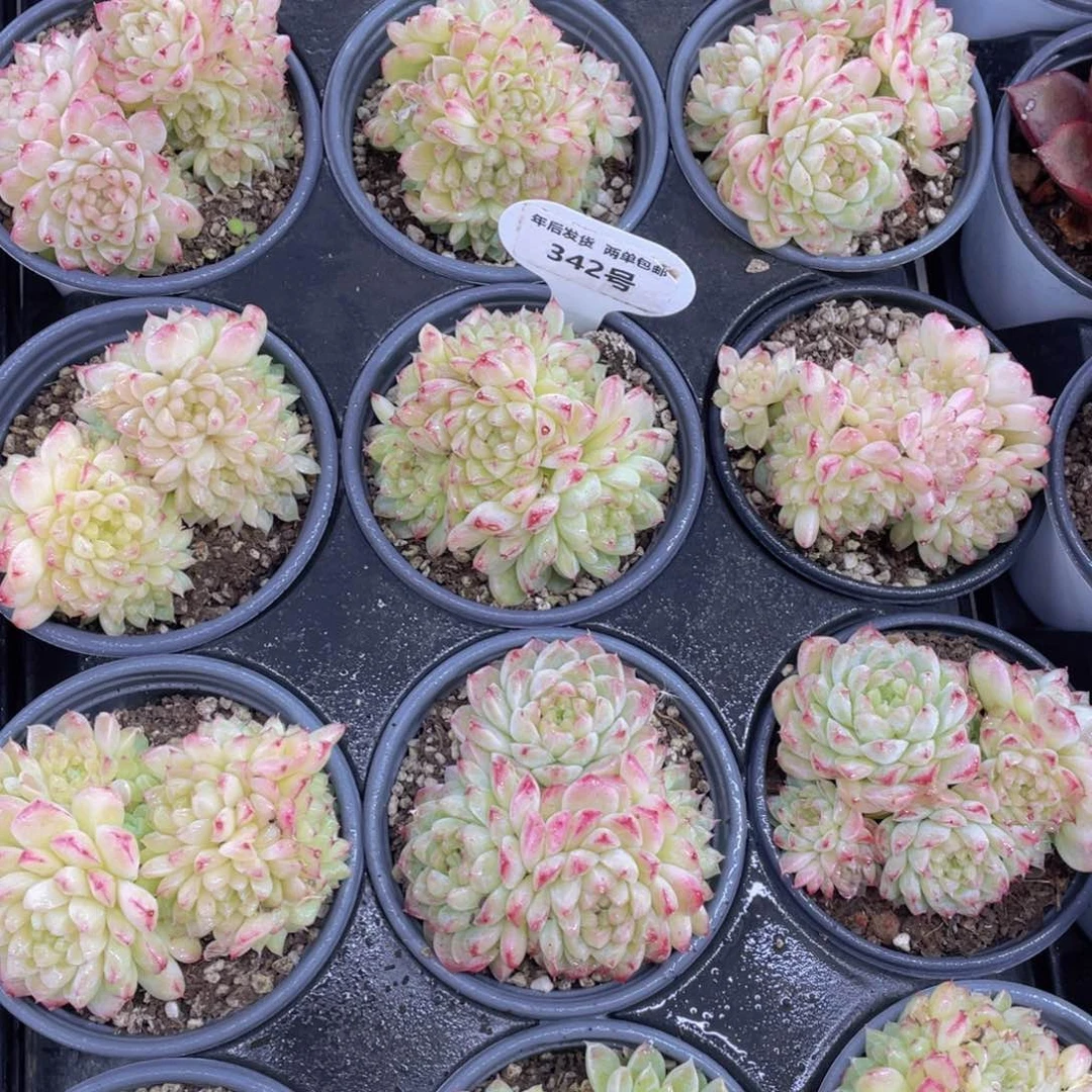 342号绿宝石珍妮麦秆群生一个