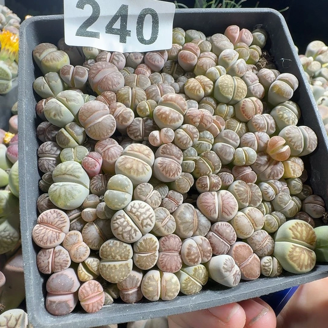 苗***～生石花一物一拍十公分盆240