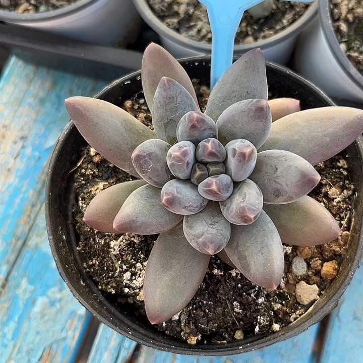 小紫欧一物一拍062