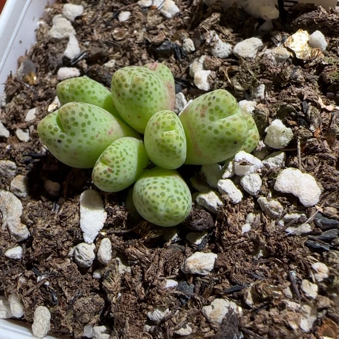 肉锥多肉植物组合-草莓斑马428