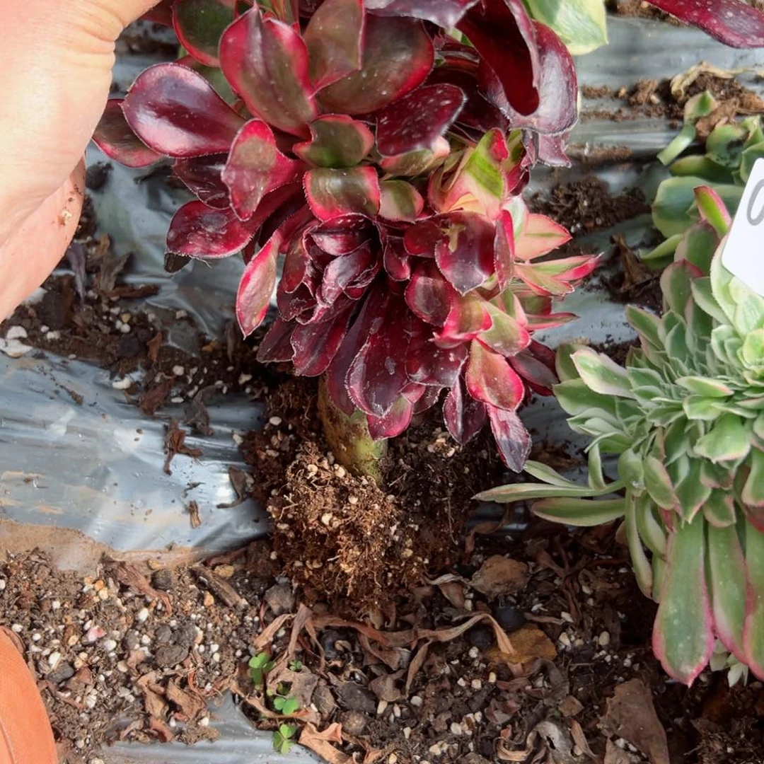 791 号多肉植物法师新年福利