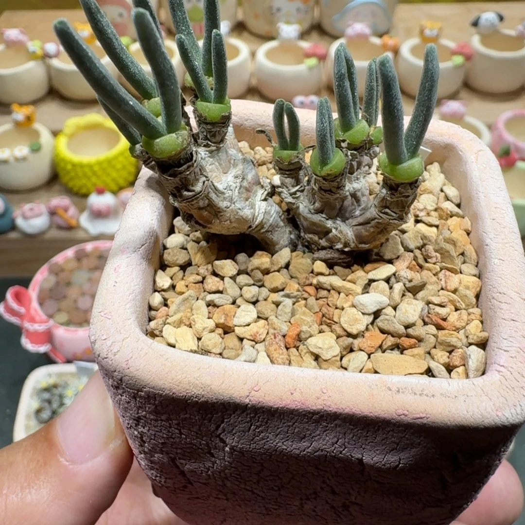 蘑菇1158兔耳朵多肉植物