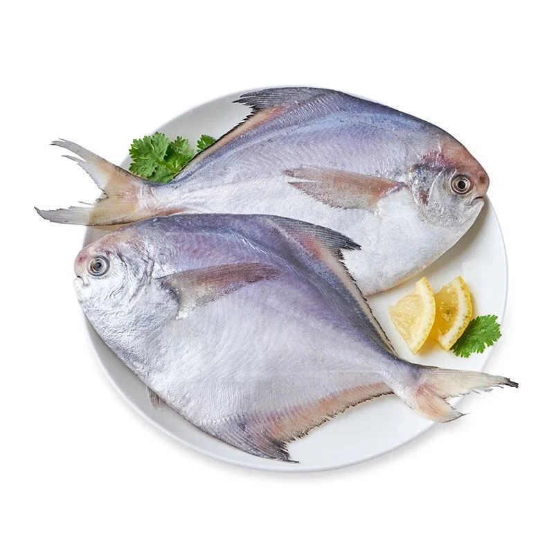 银鲳鱼3-4条一斤