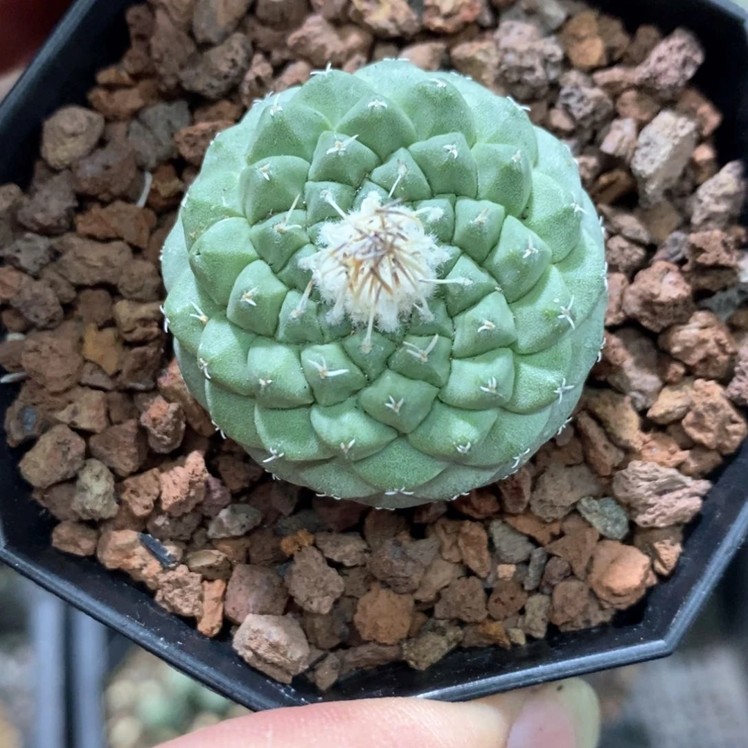 孤品实生螺旋尤菊水3.5cm