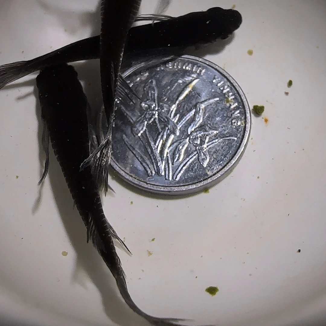 青鳉鱼观背青鱂一物一拍125