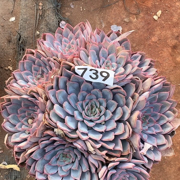 739猎户座一物一拍多肉