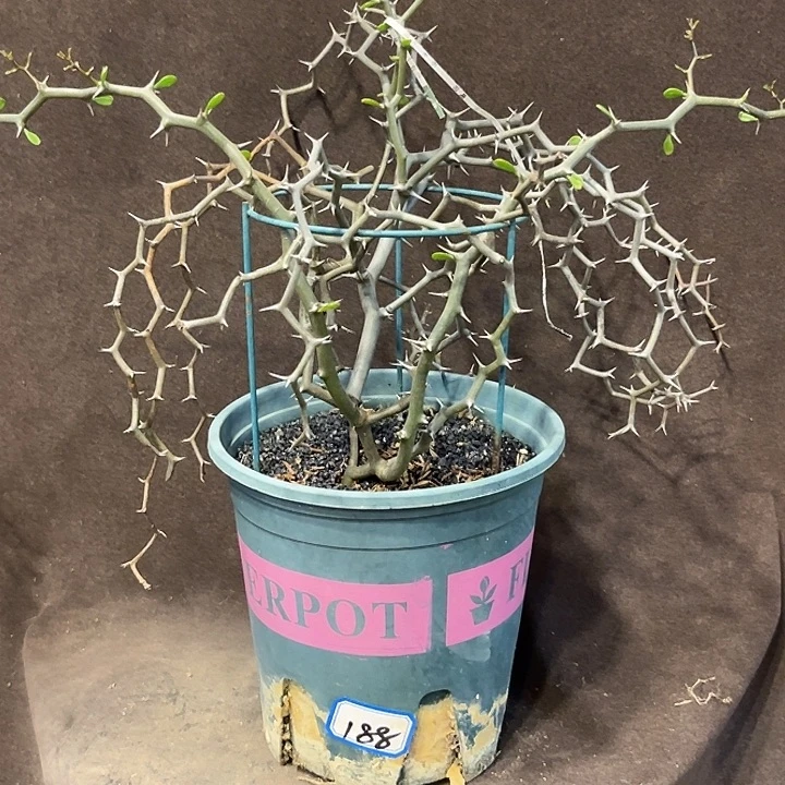 潮流植物弯曲龙，树型