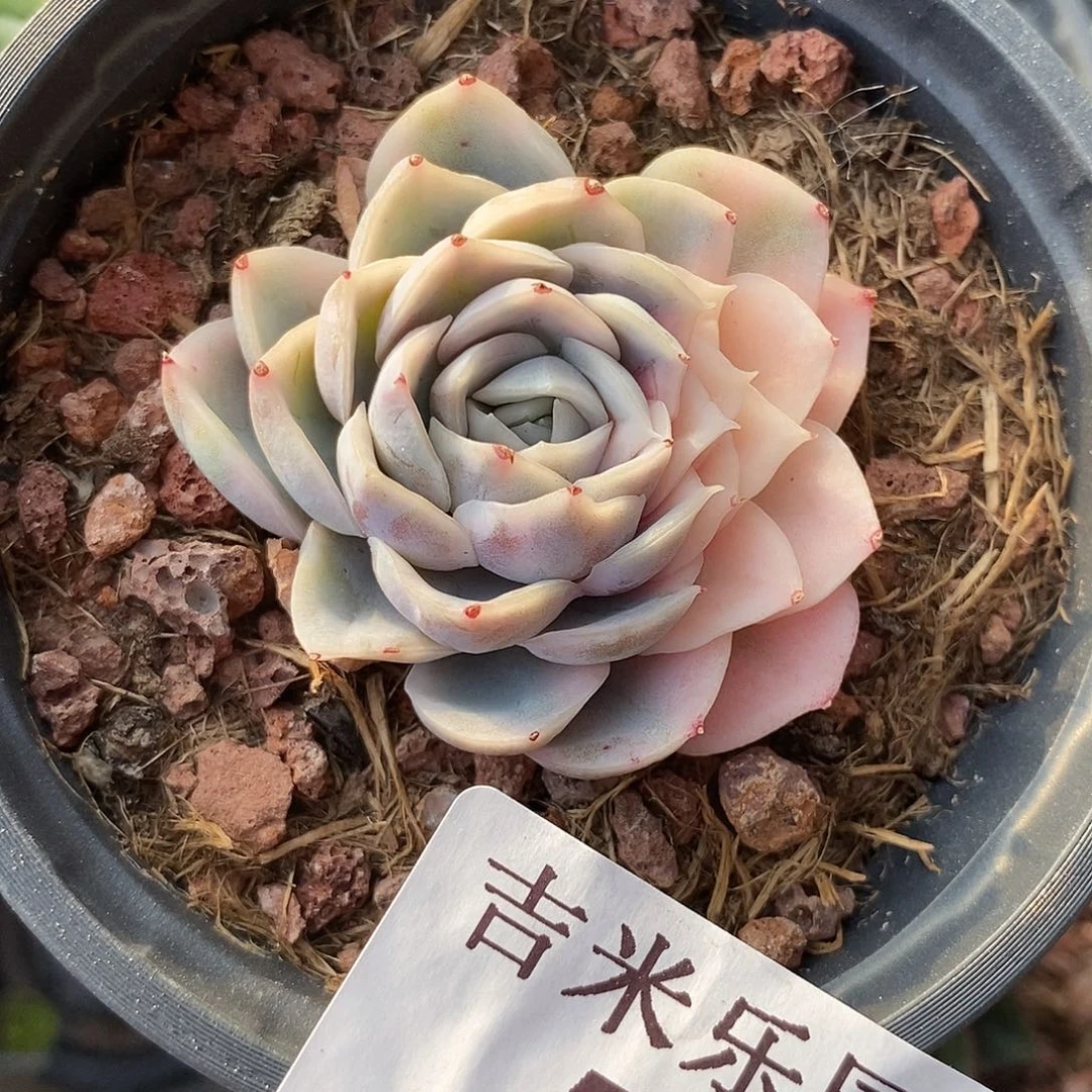 558粉雪球锦多肉植物